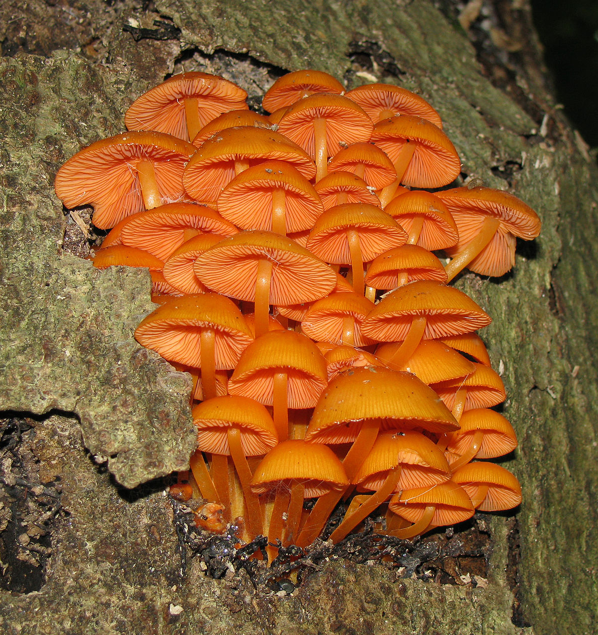 Remove Orange Mushrooms